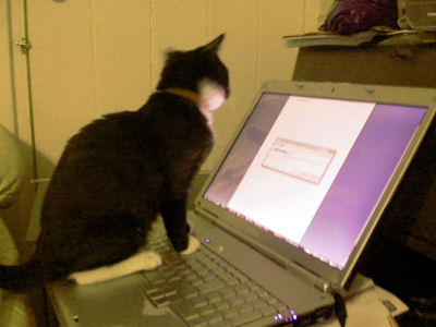 Kitten typist